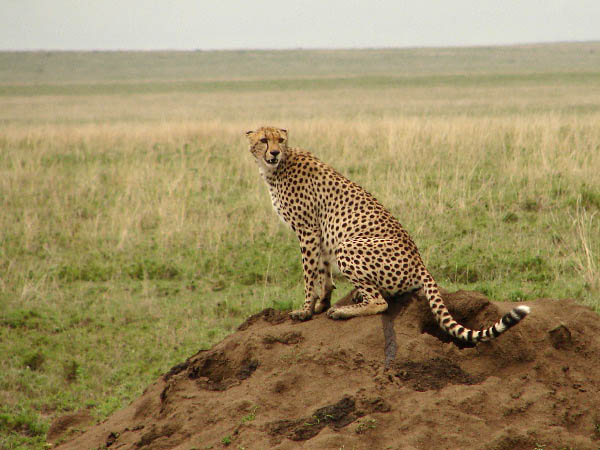 Cheetah on termite mound