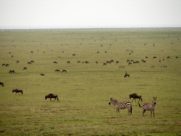 Zebras, wildebeests, buffalo...