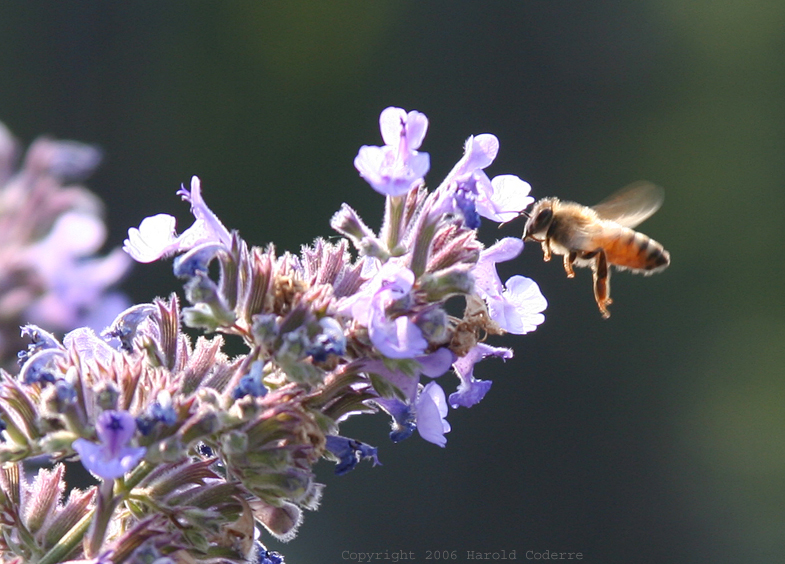 Hovering Bee.jpg