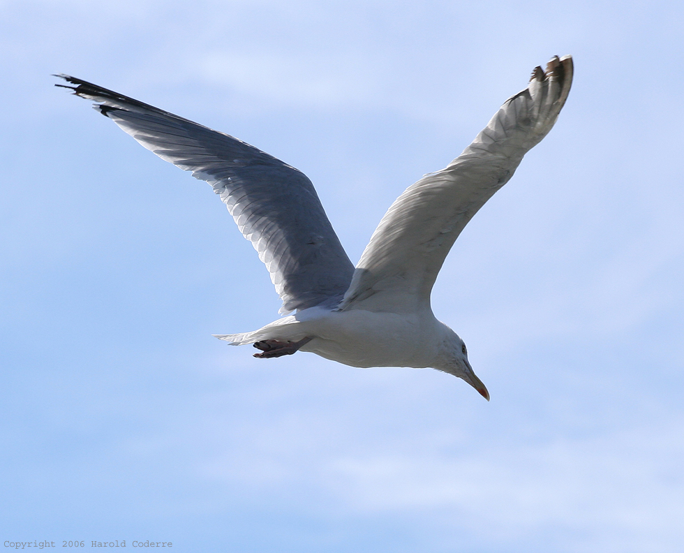 Seagull Gliding.jpg