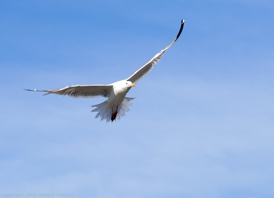Seagull in Flight.jpg