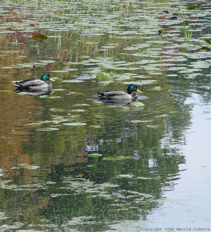 Two Ducks in a Pond.jpg