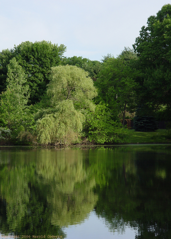 Elm Street Pond.jpg