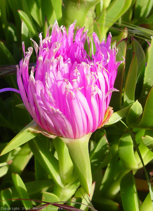 Flowering Ground Cover.jpg