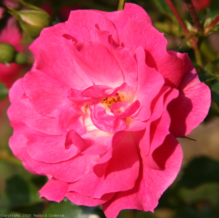 Pink Flower.jpg