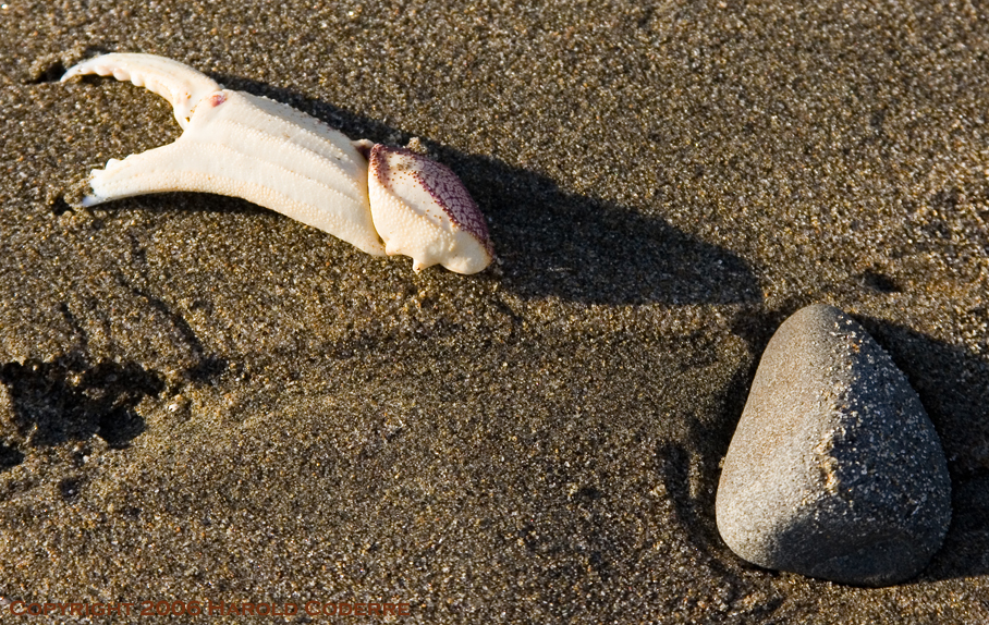 Ragged claw [5024].jpg
