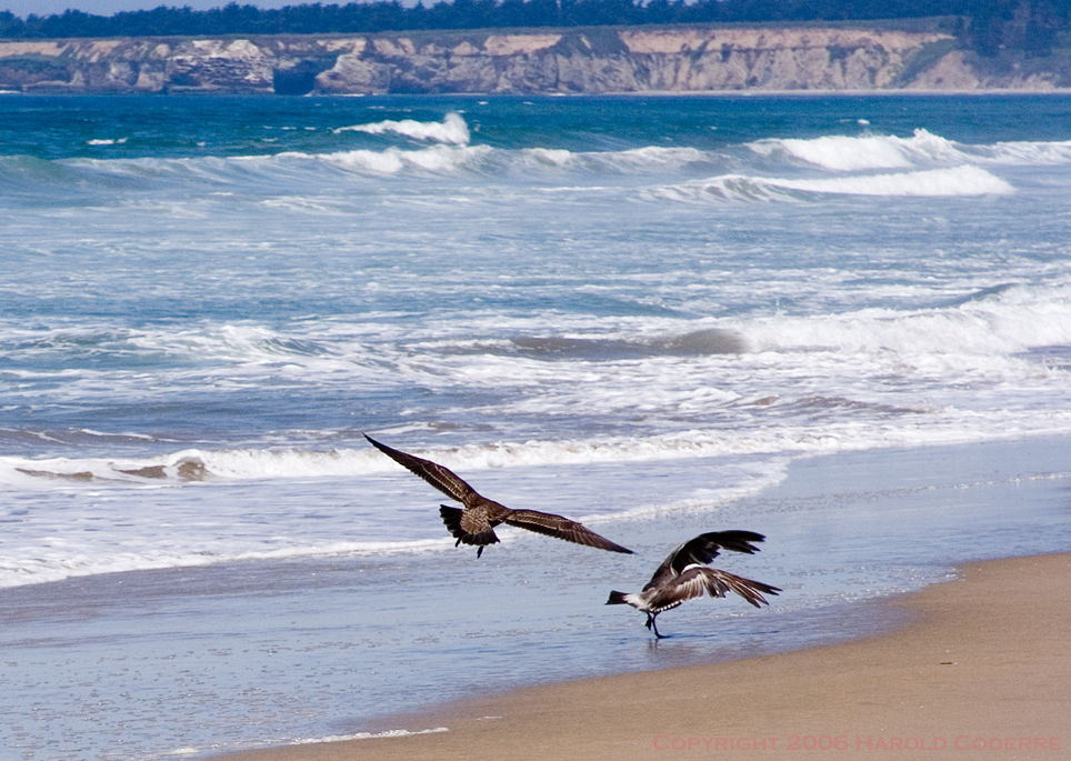 Two birds on the beach [5373].jpg