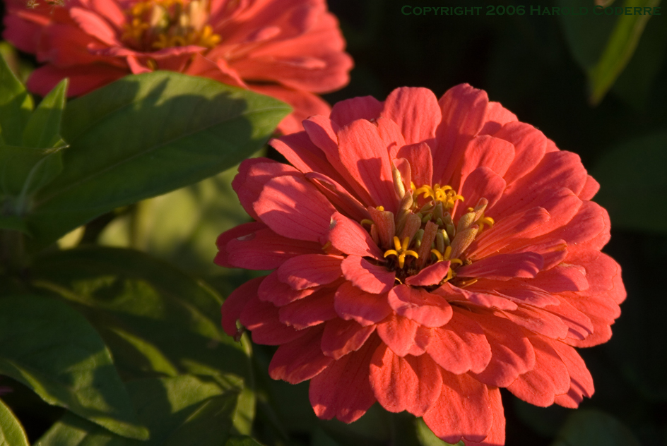 Flowers at sunset [4951].jpg