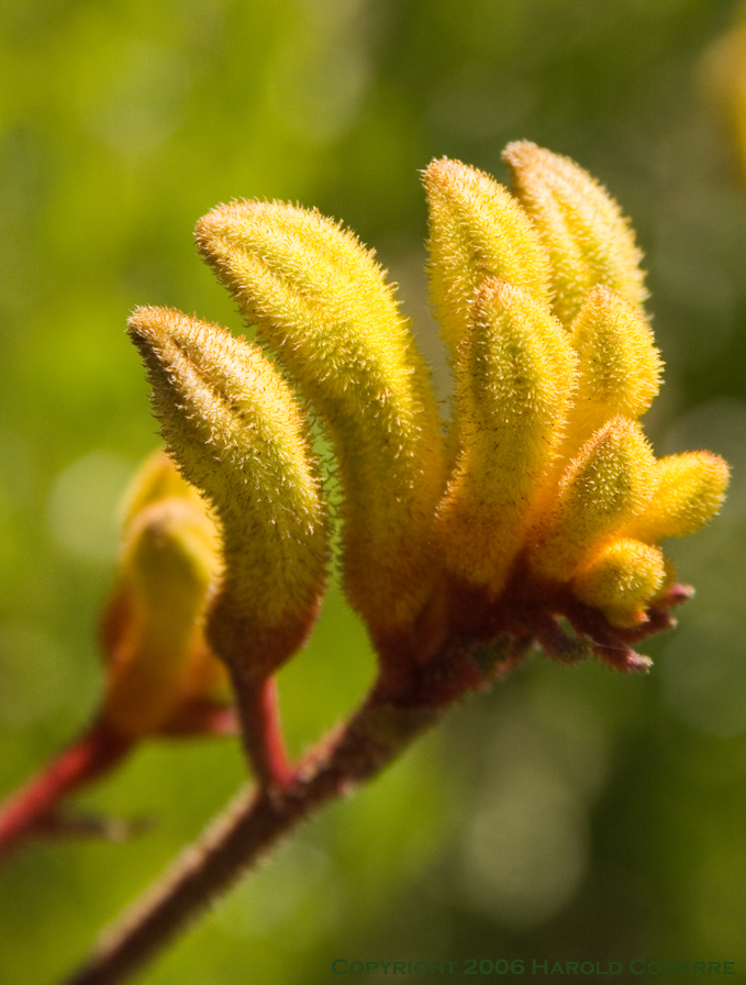 Yellow flower buds [5181].jpg