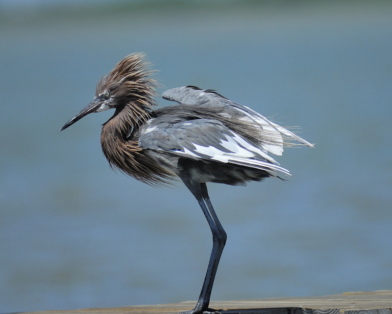 reddish egret BRD9237.jpg
