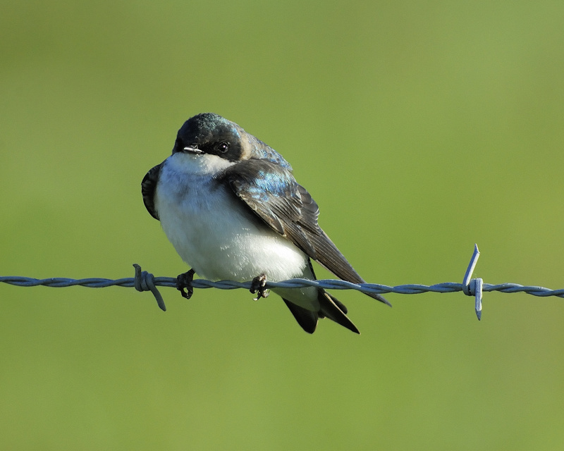 tree swallow BRD0877.jpg
