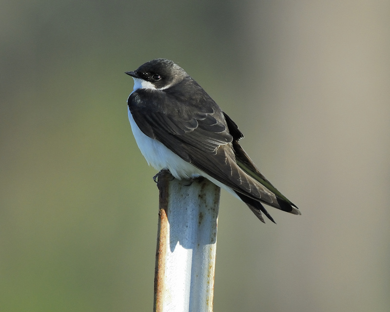 tree swallow BRD0893.jpg
