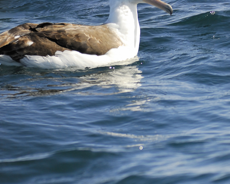 laysan albatross BRD5241.jpg