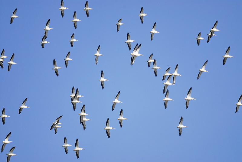 white pelican BRD8985.JPG