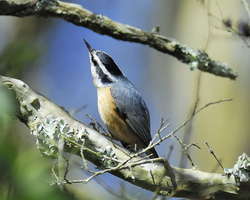 red-breasted nuthatch RD4504.JPG