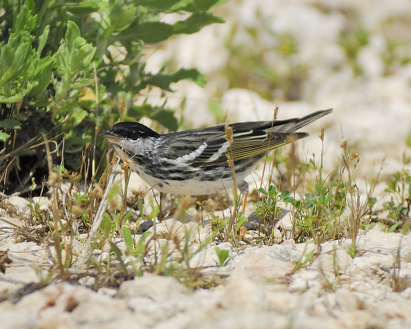 blackpoll warbler BRD7055.JPG