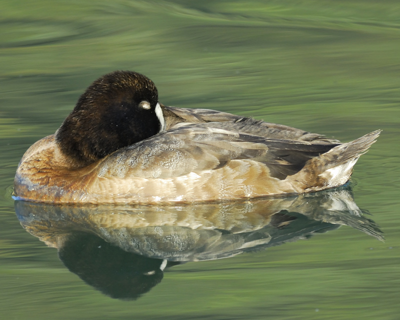 greater scaup BRD4384.jpg