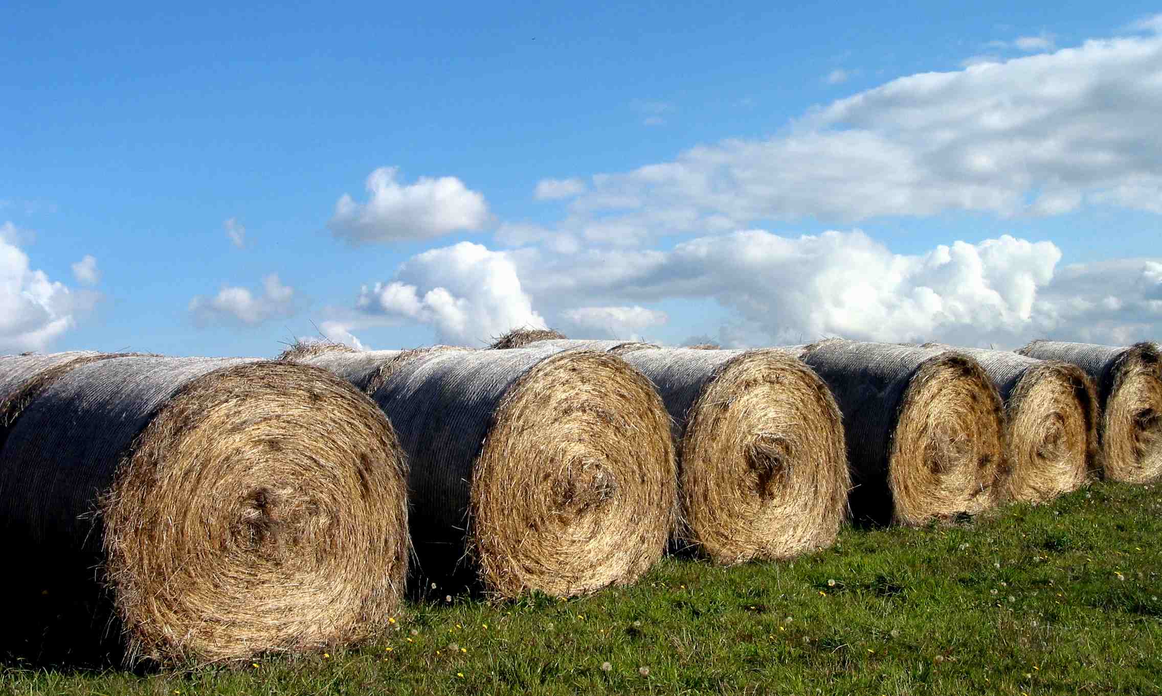 Hey, Hay!