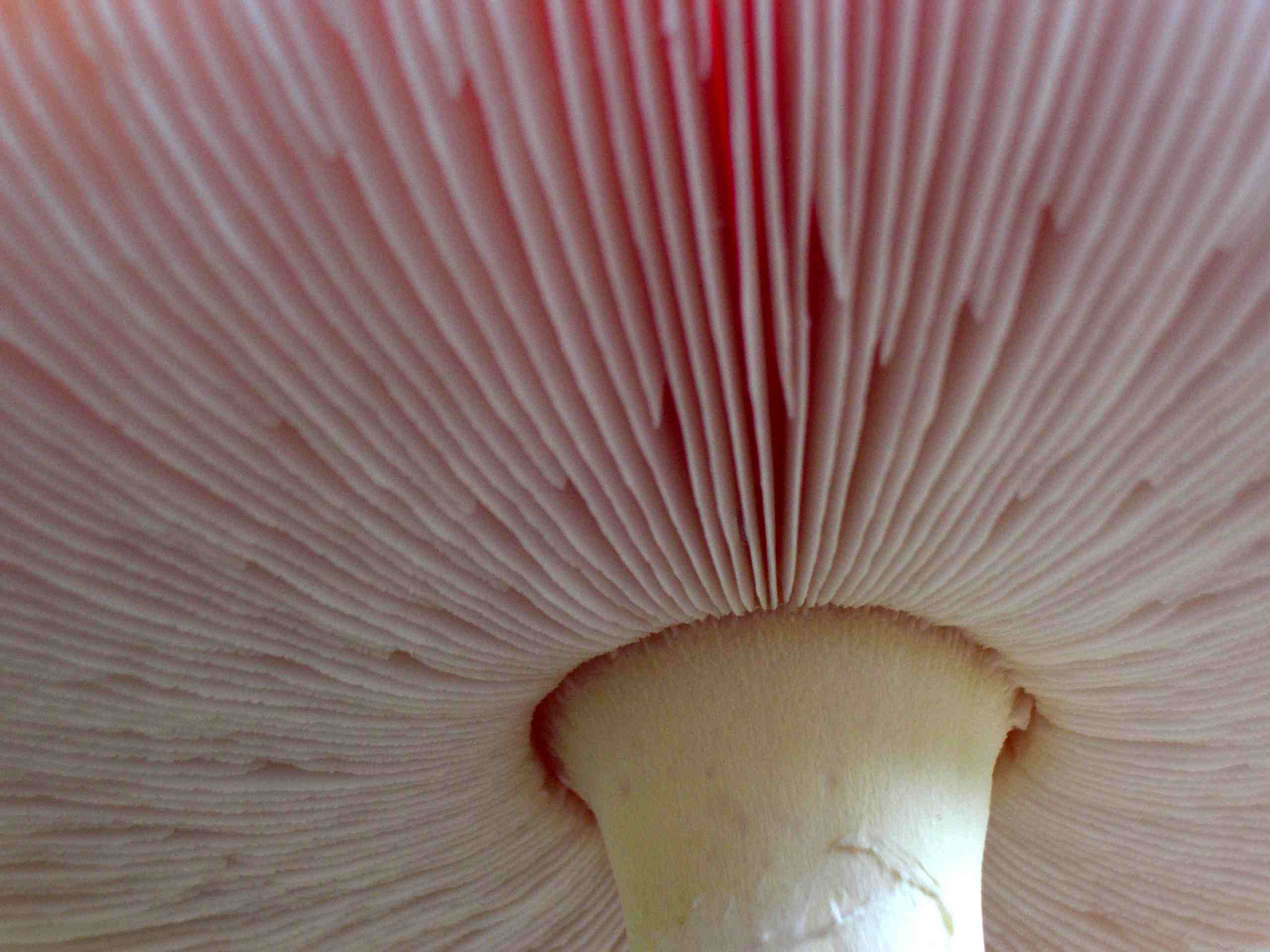 Toadstool Tutu