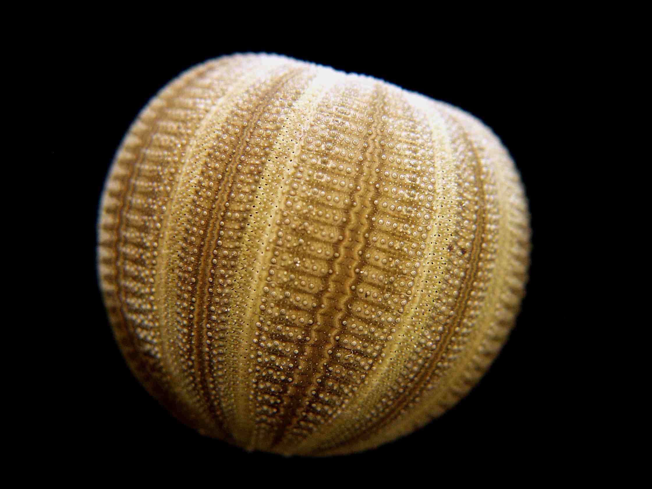 Sea Urchin