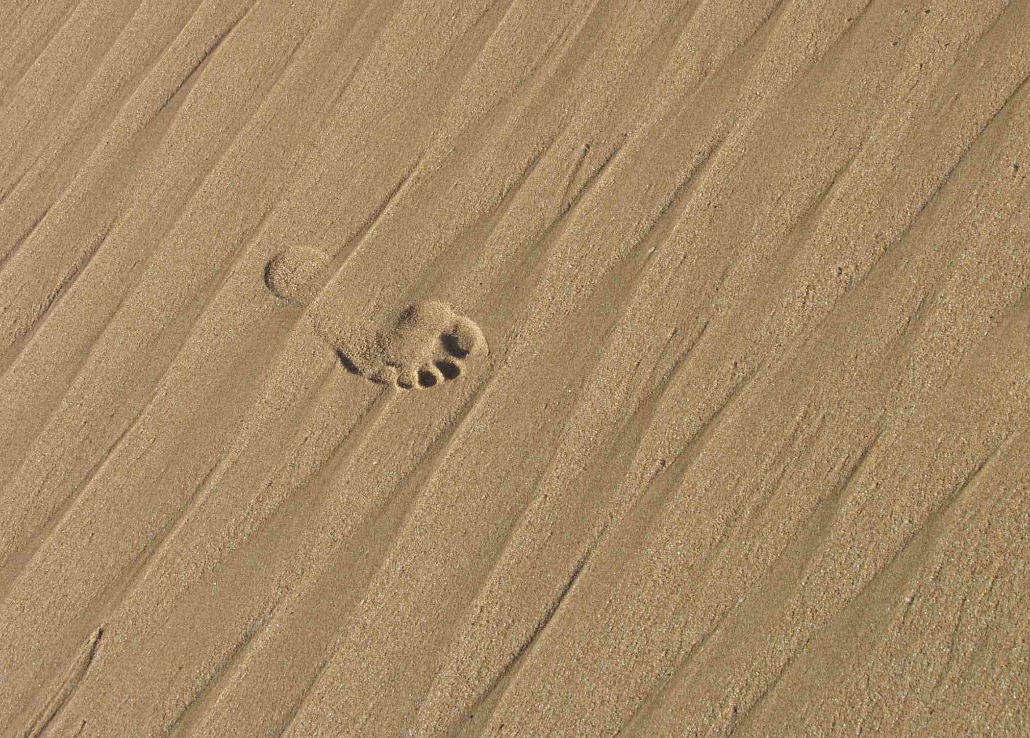 Walk Gently Upon the Earth