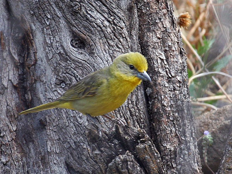 IMG_3614 Hepatic Tanager female.jpg