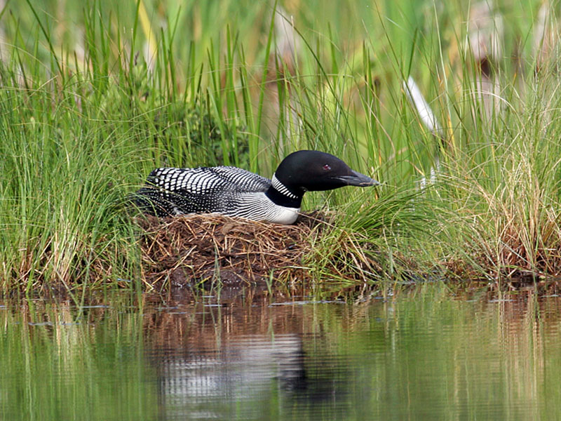 IMG_0895 Loon on nest.jpg