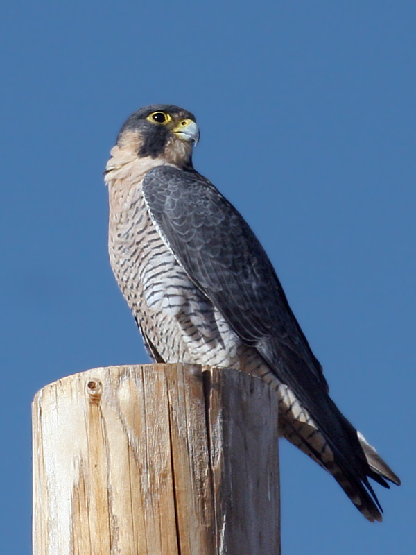IMG_1550a Peregrine Falcon.jpg