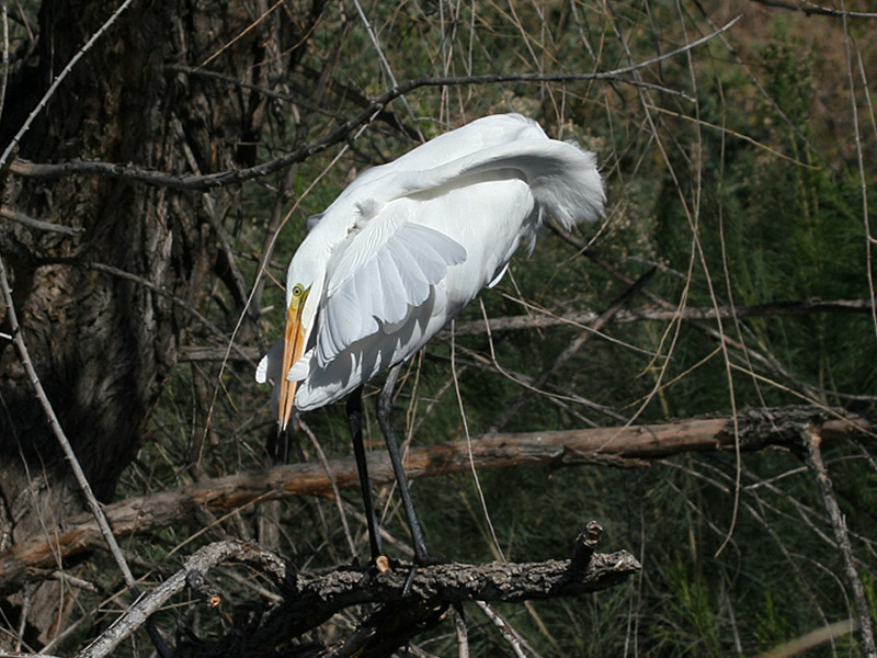 IMG_8536 Great Egret.jpg