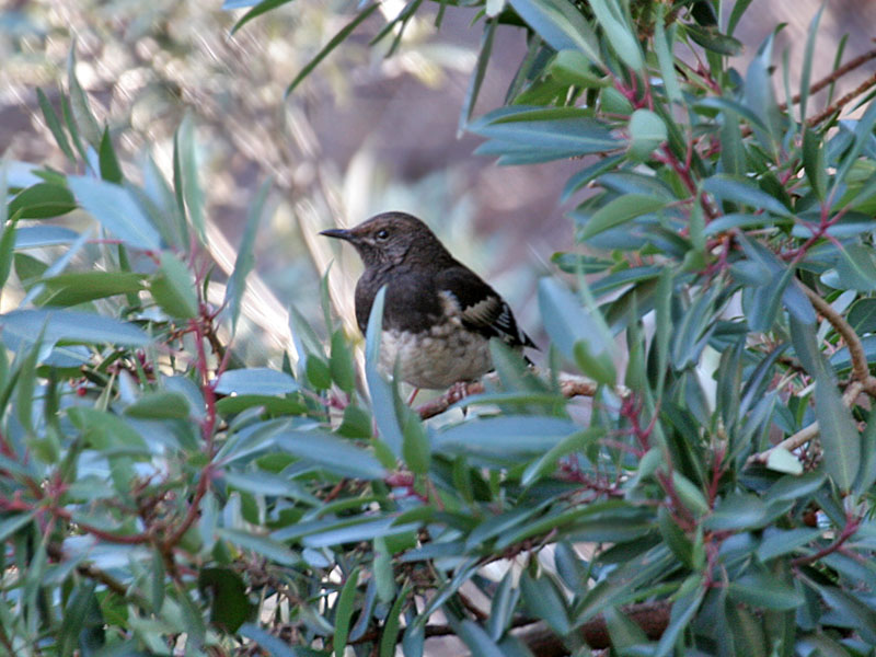 IMG_8990 Aztec Thrush.jpg