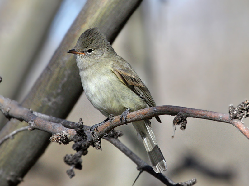 IMG_9360 Tyrannulet.jpg