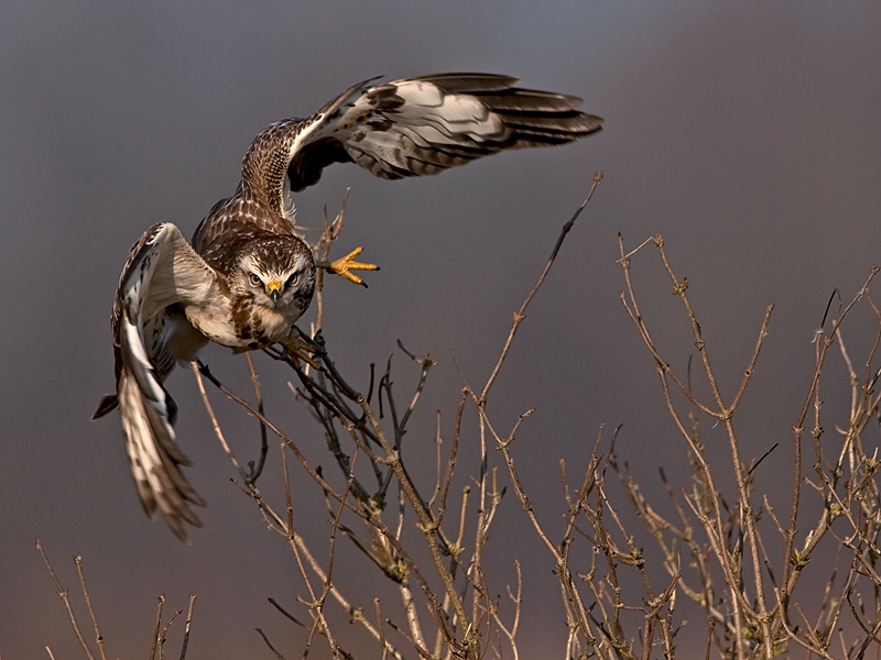 Buizerd/Buzzard