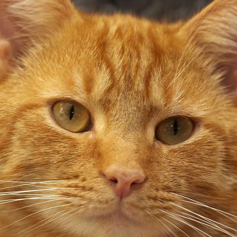 Joris, housecat