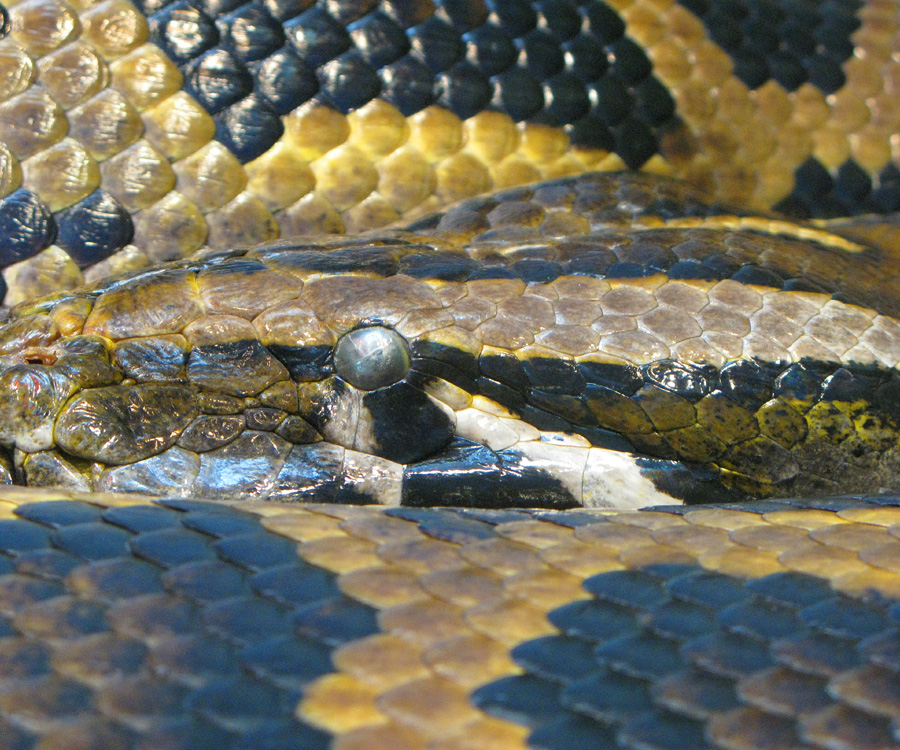 Burmese Python