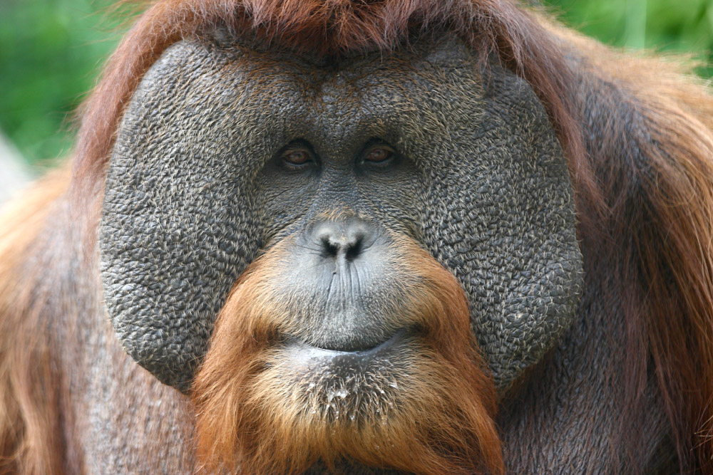 Juara
