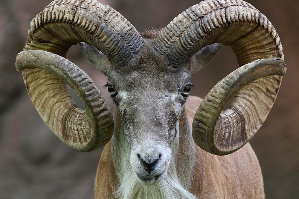 Transcaspian Urial