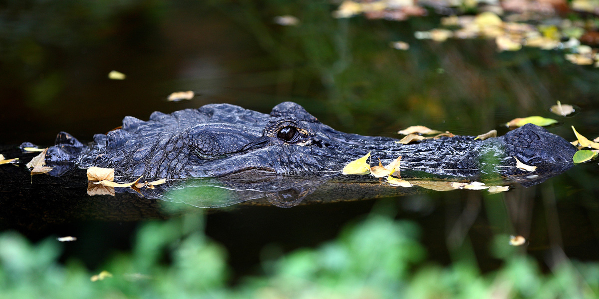 American Alligator