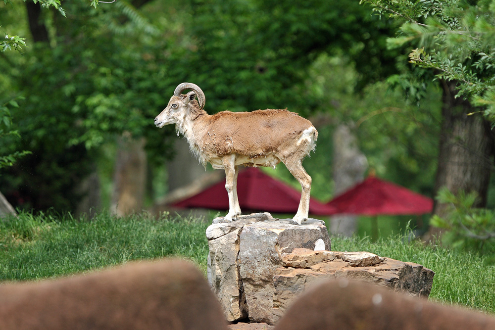 Transcaspian Urial