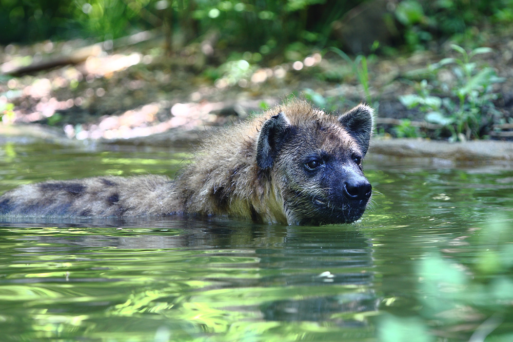  Hyena  cools off.