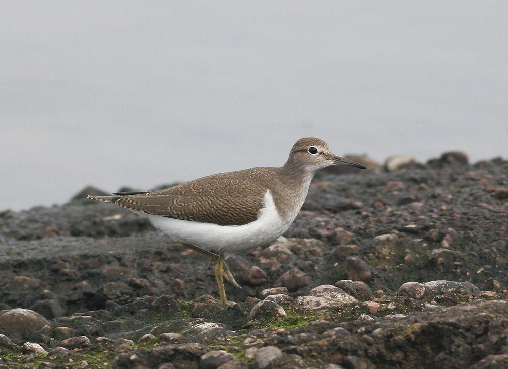 Common Sandpiper (Actits hypoleucos)