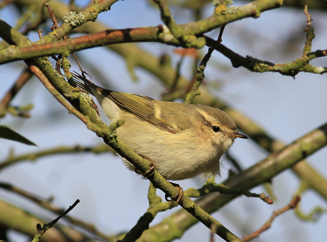 Humes Yellow-browed Warbler (Phylloscopus humei)