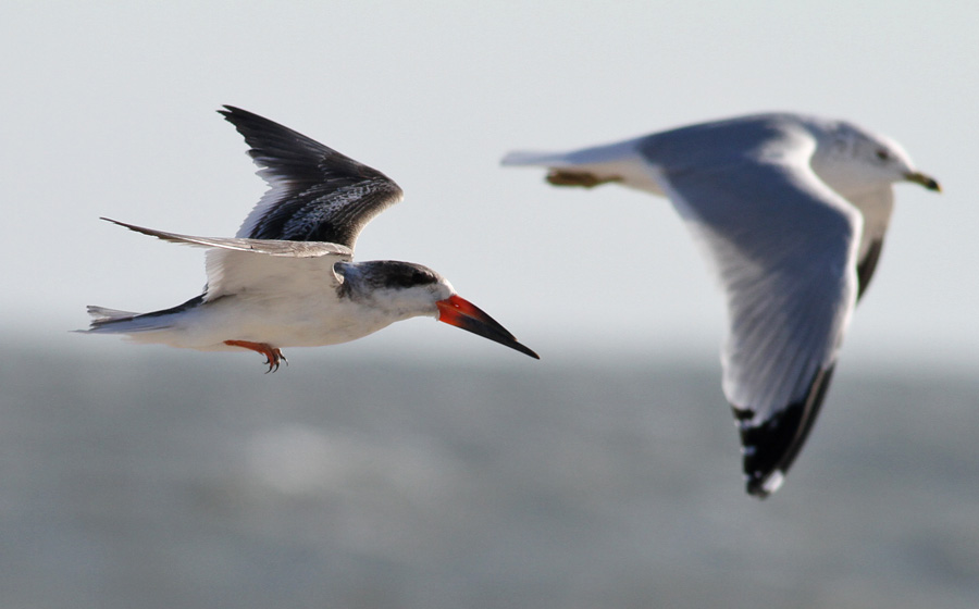 Black Skimmer (Rynchopus niger) - amerikansk saxnbb and Ring-billed Gull (Larus delawarensis) - ringnbbad ms