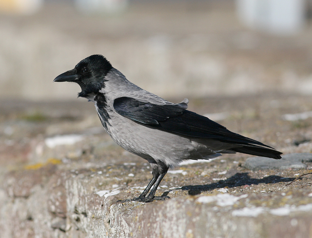 Hooded Crow (Corvus cornix) - grkrka