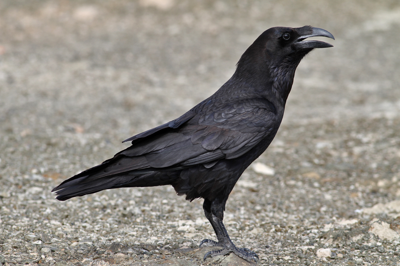 Raven (Corvus corax) - korp