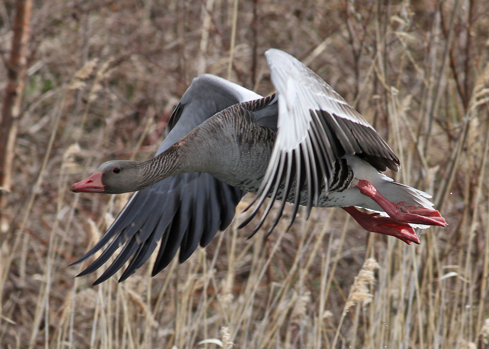 Greylag Goose (Anser anser) - grgs