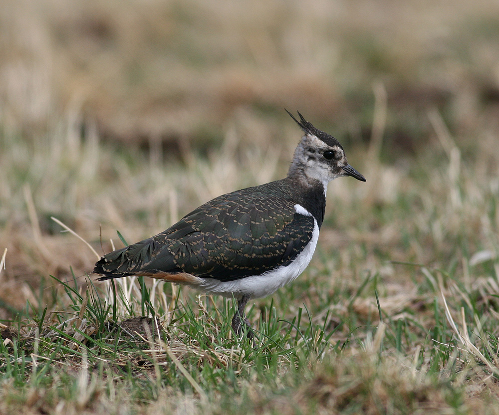 Northen Lapwing (Vanellus vanellus)