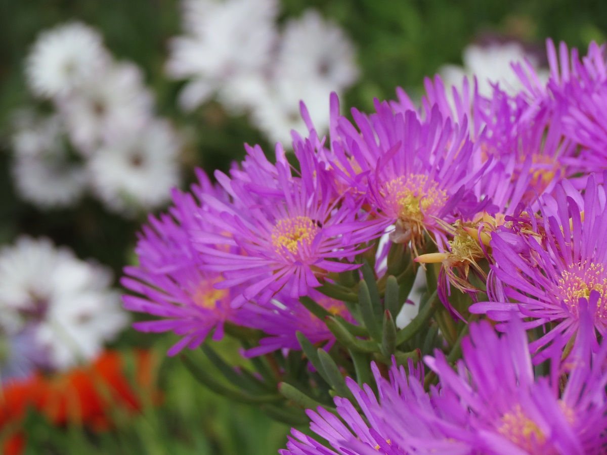 beauty unfolding