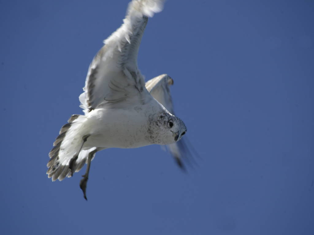 Chesapeake Gulls 007.jpg