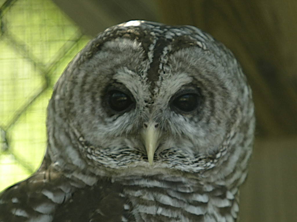 Owl 002.jpg