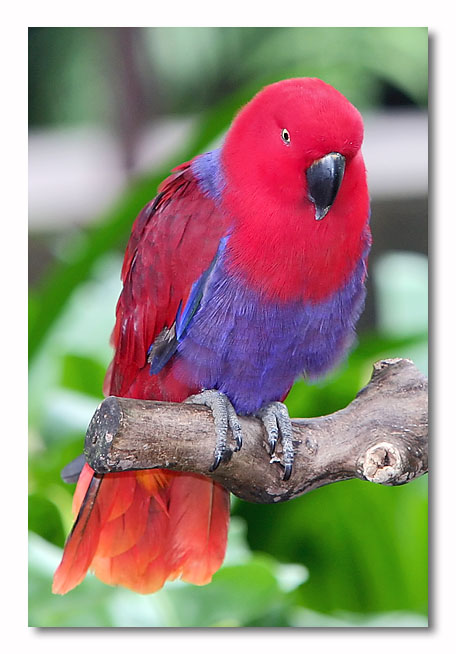Eclectus Parrot